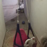 کالاسکه، تاب ریلکسی، تاب کیتی|کالسکه و لوازم جانبی|گالیکش, |دیوار