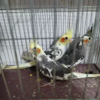 عروس هلندی