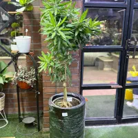 خاص ترین مرکز گل و گیاه استان خوزستان