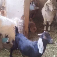 گوسفند|حیوانات مزرعه|کرمان, |دیوار