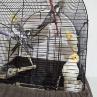 جوجه عروس هلندی