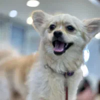 پامر اشپیتز نر