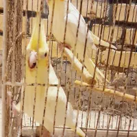 عروس هلندی|پرنده|کارون, |دیوار