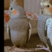 عروس هلندی|پرنده|تهران, جابری|دیوار