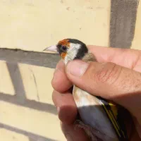 جوجه سهره