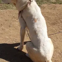 واگذاری ماده آلابای|سگ|گنبد کاووس, |دیوار