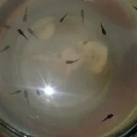 ماهی گپی ،مولی و زبرا|ماهی|دامغان, |دیوار