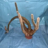 کاکتوس دم میمونی