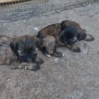 واگذاری توله شیتزو تری کالر|سگ|بم, |دیوار