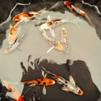 ماهی کوی آب سرد استخری و آبگرم آکواریومی|ماهی|نجف‌آباد, فاز ۲ شهرک آزادگان|دیوار