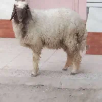 بره گوسفند قوچ بز