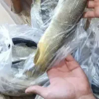 تازه وخوشمزه|ماهی|خرمآباد, |دیوار