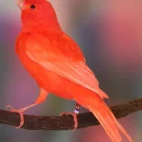 پرورش انواع قناری