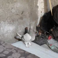 کفتر سوسنی و سینه سوسنی|پرنده|شیراز, نصرآباد|دیوار