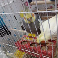 عروس هلندی|پرنده|هندیجان, |دیوار