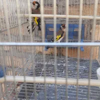 سهره وقناری