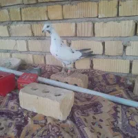 ماده گلی  شاپرکی