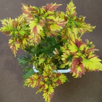 گل و گیاه طبیعی