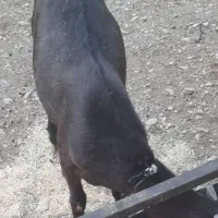 یک بز هلندی آبستن|حیوانات مزرعه|ملکشاهی, |دیوار