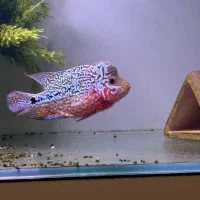 ماهی فلاور هورن