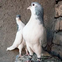 کبوتر ساده هفترنگ و ساده سبز