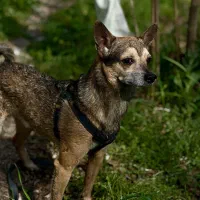 سگ گمشده شیواوا مژدگانی زیاد