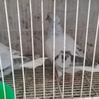 جوجه کبوتر کفتر شامی دم سفید