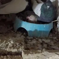 سلام چندفروشی|پرنده|زرند, |دیوار