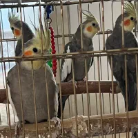 عروس هلندی نر