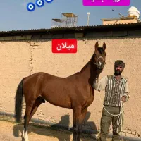 نریان دره‌شوری زیبا