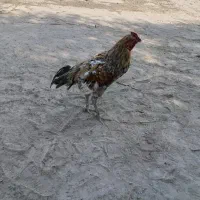 دو خروس