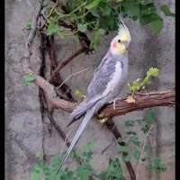 گمشده