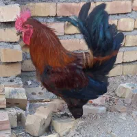 ۲تاخروس سیاه فروشی یامعاوضه بامرغ تخمی