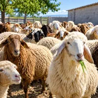 فقط تافردا ۵٪گوسفند زنده +گوسفند خونی٪