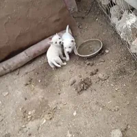 پاکوتا توله دو تا ماده عروسک