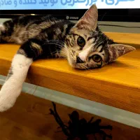 واگذاری گربه dsh بازیگوش،زیبابهمراه کمک هزینه غذا