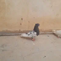 معاوضه با قفسی یا فروش