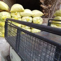 کودگوسفندی خالص