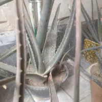 گل الوورا ارزان