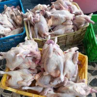 فروش عمده محصولات گوشتی(نماینده فروش)