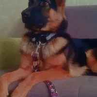 واگذاری ژرمن ۱۸ماهه|سگ|بندرعباس, |دیوار