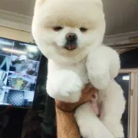 پامرانین خرسی نر پامر نر