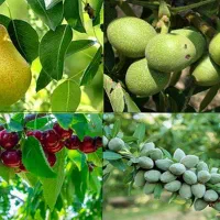 کودهای تقویتی جهت درختان میوه و زراعت