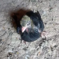 پشتدار فروشی