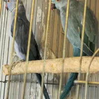 فروش جفت ملنگو آبی  ماده کبالت نر ویولت