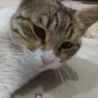 واگذاری گربه|گربه|زاهدان, |دیوار