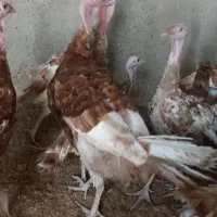 بوقلمون  نژاد فوق سنگین بوربن اصل