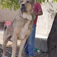ساری ازjنصل ساری اردع ها مناسب نگهبانی و..|سگ|تبریز, |دیوار