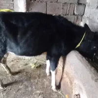 گاو
