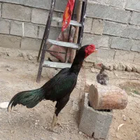فروشی
